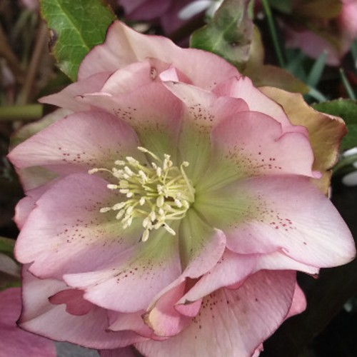 Helleborus orientalis 'Double Ellen Picotee®' - Kaukaasia lumeroos 'Double Ellen Picotee®' P9/0,55L